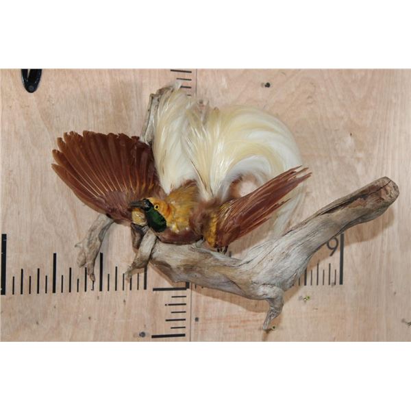 Male BIRD OF PARADISE Perched on Driftwood