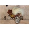 Image 3 : Male BIRD OF PARADISE Perched on Driftwood