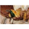Image 5 : Male BIRD OF PARADISE Perched on Driftwood