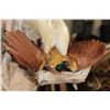Image 6 : Male BIRD OF PARADISE Perched on Driftwood