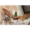 Image 7 : Male BIRD OF PARADISE Perched on Driftwood