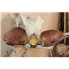 Image 8 : Male BIRD OF PARADISE Perched on Driftwood