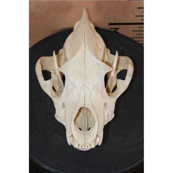 Big HYENA Skull with All its Teeth and a Wired Jaw