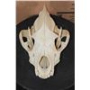 Image 1 : Big HYENA Skull with All its Teeth and a Wired Jaw