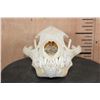 Image 2 : Big HYENA Skull with All its Teeth and a Wired Jaw