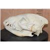 Image 3 : Big HYENA Skull with All its Teeth and a Wired Jaw