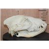 Image 4 : Big HYENA Skull with All its Teeth and a Wired Jaw