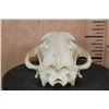 Image 5 : Big HYENA Skull with All its Teeth and a Wired Jaw