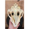 Image 6 : Big HYENA Skull with All its Teeth and a Wired Jaw