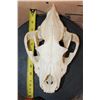 Image 7 : Big HYENA Skull with All its Teeth and a Wired Jaw