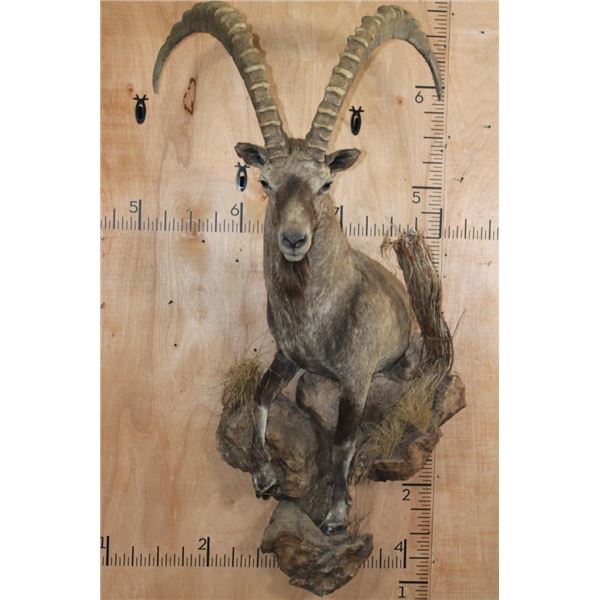 XL Half-body IBEX on a Rocky Wall Hanging Base