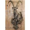 Image 1 : XL Half-body IBEX on a Rocky Wall Hanging Base