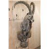 Image 2 : XL Half-body IBEX on a Rocky Wall Hanging Base