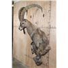 Image 3 : XL Half-body IBEX on a Rocky Wall Hanging Base