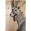 Image 4 : XL Half-body IBEX on a Rocky Wall Hanging Base