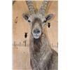 Image 5 : XL Half-body IBEX on a Rocky Wall Hanging Base