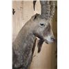 Image 6 : XL Half-body IBEX on a Rocky Wall Hanging Base