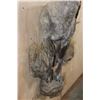 Image 7 : XL Half-body IBEX on a Rocky Wall Hanging Base