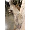 Image 8 : XL Half-body IBEX on a Rocky Wall Hanging Base