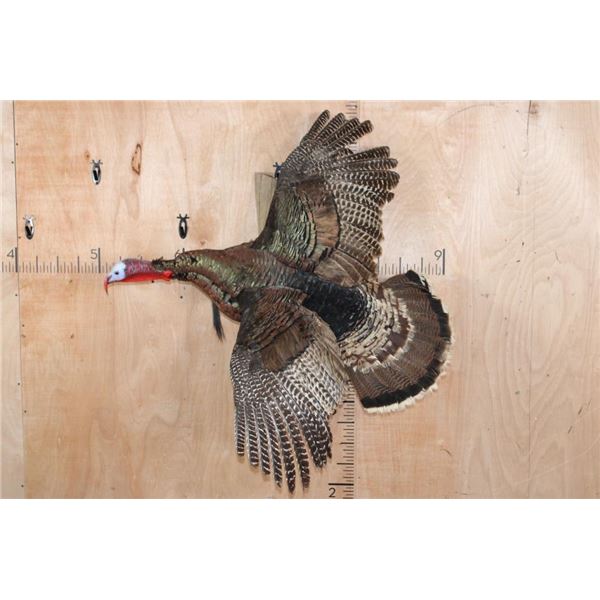 Life-sized Flying TURKEY Tom on a Driftwood Wall Hanger
