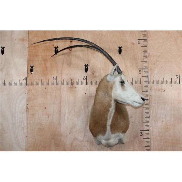 *TEXAS RESIDENTS ONLY* SCIMITAR HORNED ORYX Shoulder Mount
