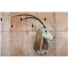 Image 1 : *TEXAS RESIDENTS ONLY* SCIMITAR HORNED ORYX Shoulder Mount