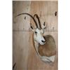 Image 2 : *TEXAS RESIDENTS ONLY* SCIMITAR HORNED ORYX Shoulder Mount