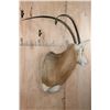 Image 3 : *TEXAS RESIDENTS ONLY* SCIMITAR HORNED ORYX Shoulder Mount