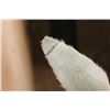 Image 4 : *TEXAS RESIDENTS ONLY* SCIMITAR HORNED ORYX Shoulder Mount