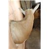 Image 5 : *TEXAS RESIDENTS ONLY* SCIMITAR HORNED ORYX Shoulder Mount