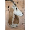 Image 6 : *TEXAS RESIDENTS ONLY* SCIMITAR HORNED ORYX Shoulder Mount