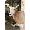 Image 7 : *TEXAS RESIDENTS ONLY* SCIMITAR HORNED ORYX Shoulder Mount