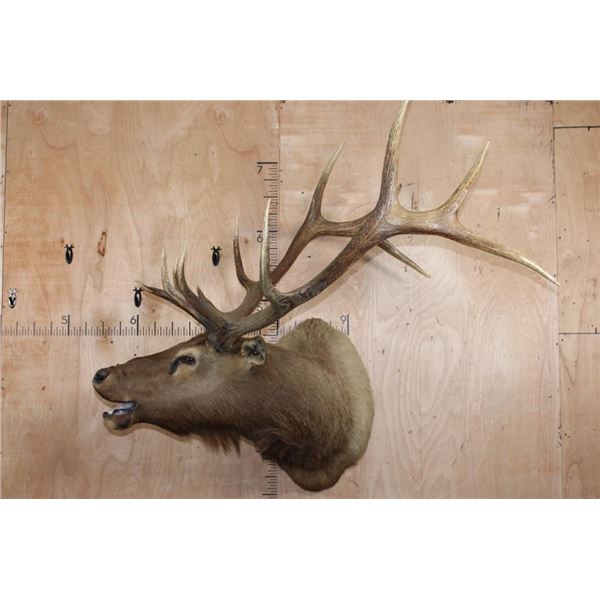 XXL 13-Point Bugling ELK Shoulder Mount
