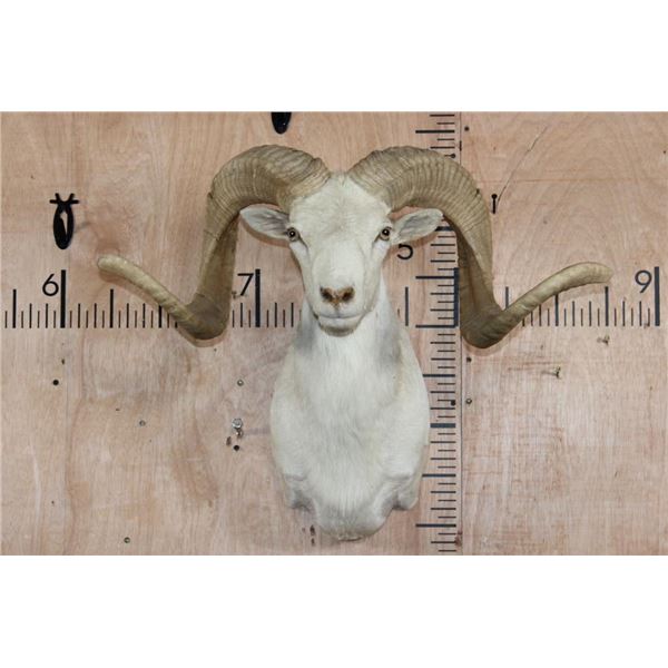 TEXAS DALL SHEEP Ram Shoulder Mount