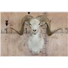 Image 1 : TEXAS DALL SHEEP Ram Shoulder Mount