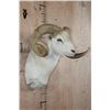 Image 2 : TEXAS DALL SHEEP Ram Shoulder Mount
