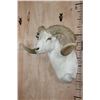 Image 3 : TEXAS DALL SHEEP Ram Shoulder Mount