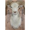 Image 4 : TEXAS DALL SHEEP Ram Shoulder Mount