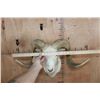 Image 5 : TEXAS DALL SHEEP Ram Shoulder Mount
