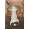Image 6 : TEXAS DALL SHEEP Ram Shoulder Mount