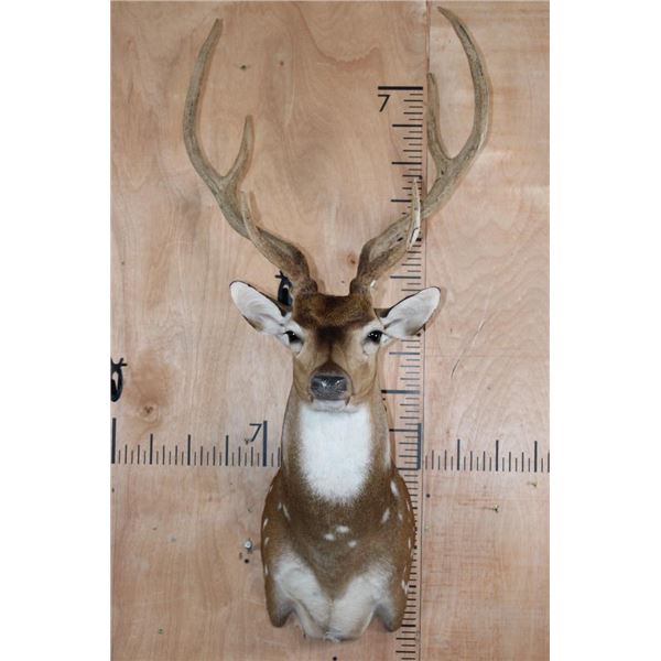 AXIS DEER Shoulder Mount in Velvet