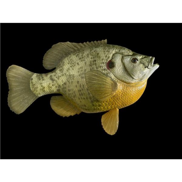*New* Reproduction World Record SHELL CRACKER or BRIM-BLUEGILL Fish Mount