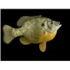 Image 1 : *New* Reproduction World Record SHELL CRACKER or BRIM-BLUEGILL Fish Mount