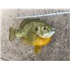 Image 2 : *New* Reproduction World Record SHELL CRACKER or BRIM-BLUEGILL Fish Mount