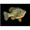 Image 3 : *New* Reproduction World Record SHELL CRACKER or BRIM-BLUEGILL Fish Mount