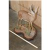 Image 10 : Big Life-sized STEENBOK on a Decorative Wood Base