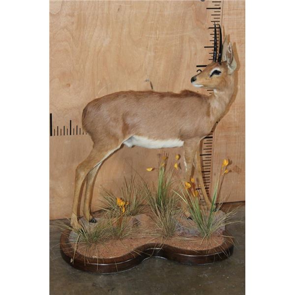 Big Life-sized STEENBOK on a Decorative Wood Base