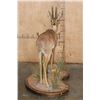 Image 2 : Big Life-sized STEENBOK on a Decorative Wood Base