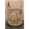 Image 4 : Big Life-sized STEENBOK on a Decorative Wood Base