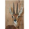 Image 5 : Big Life-sized STEENBOK on a Decorative Wood Base